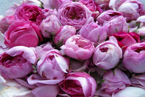 Roses, a simple and unbelievably sexy addition to your beauty routine!